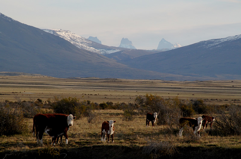 Cattle in Estancia Alice in Hereford. Originally from England, fits all soils and climates.