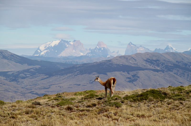 The Paine Massif (Chile) is located only 75 km. Cerro Frias, allowing great views of the peaks.