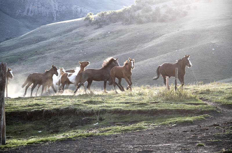 Estancia Alice Horses, given his own show when out in search of food and rest in the open in the traditional loose horses Cerro Frias.