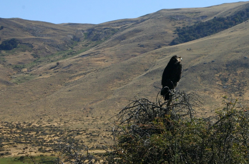 Black Eagles roam the Centinela Valley.