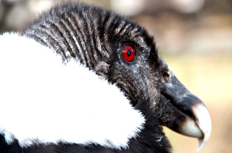 The frequent presence of condors amazes visitors.