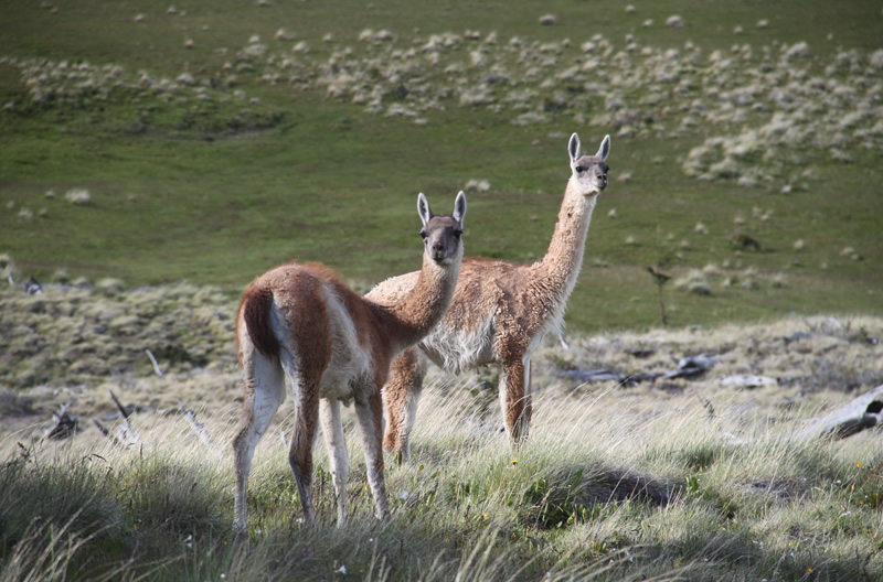 The most curious guanacos come to observe.